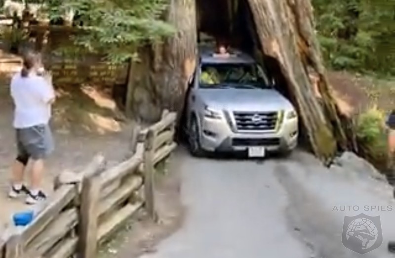 WATCH Man Wedges Nissan Armada Inside 2500 Year Old Redwood